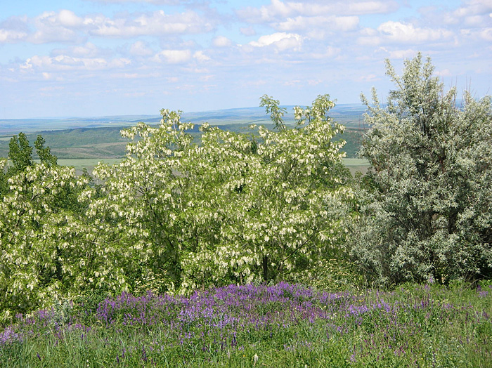 Bild "Scholtoi2009-56.JPG"