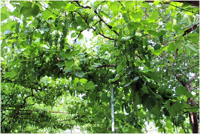 Bild "Scholtoi2013-28.JPG"