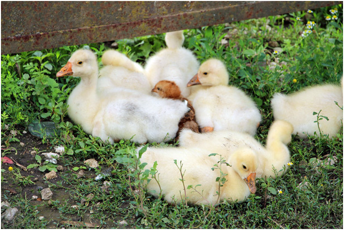 Bild "Scholtoi2013-29.JPG"