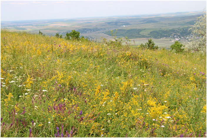 Bild "Scholtoi2013-68.JPG"