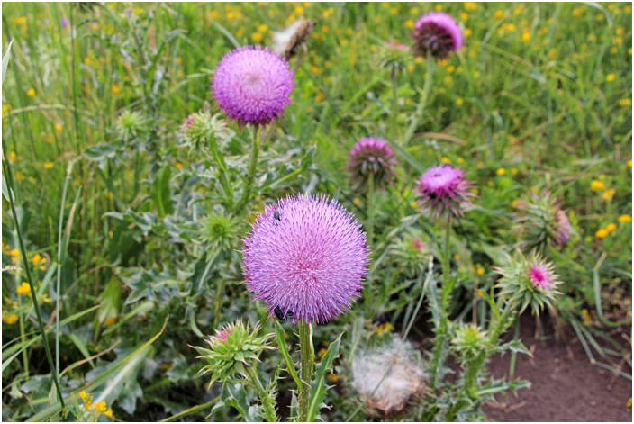 Bild "Scholtoi2013-70.JPG"