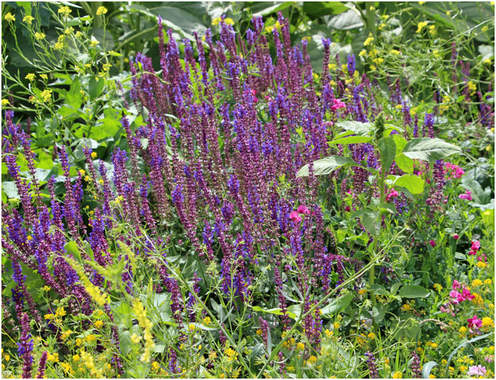 Bild "Scholtoi2013-71.JPG"