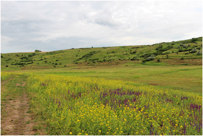 Bild "Scholtoi2013-75.JPG"