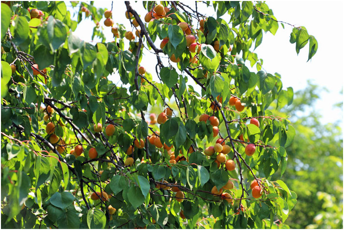 Bild "Scholtoi2013-80.JPG"